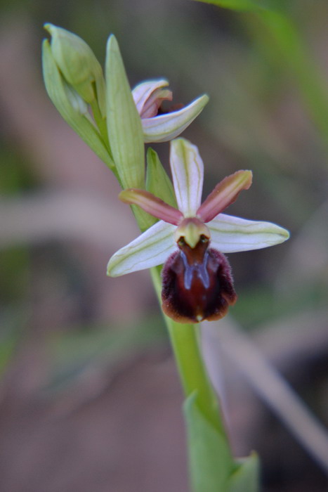 Primi fiori di Ophrys sphegodes subsp. panormitana, Sicilia.